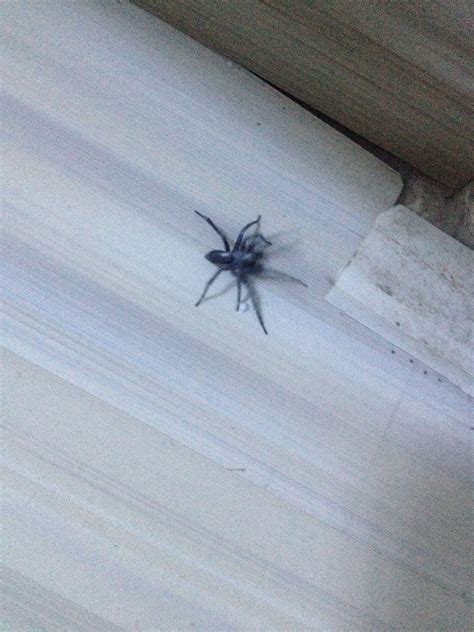屋有蜘蛛